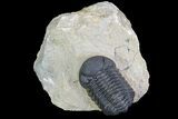 Morocops Trilobite - Foum Zguid, Morocco #90015-3